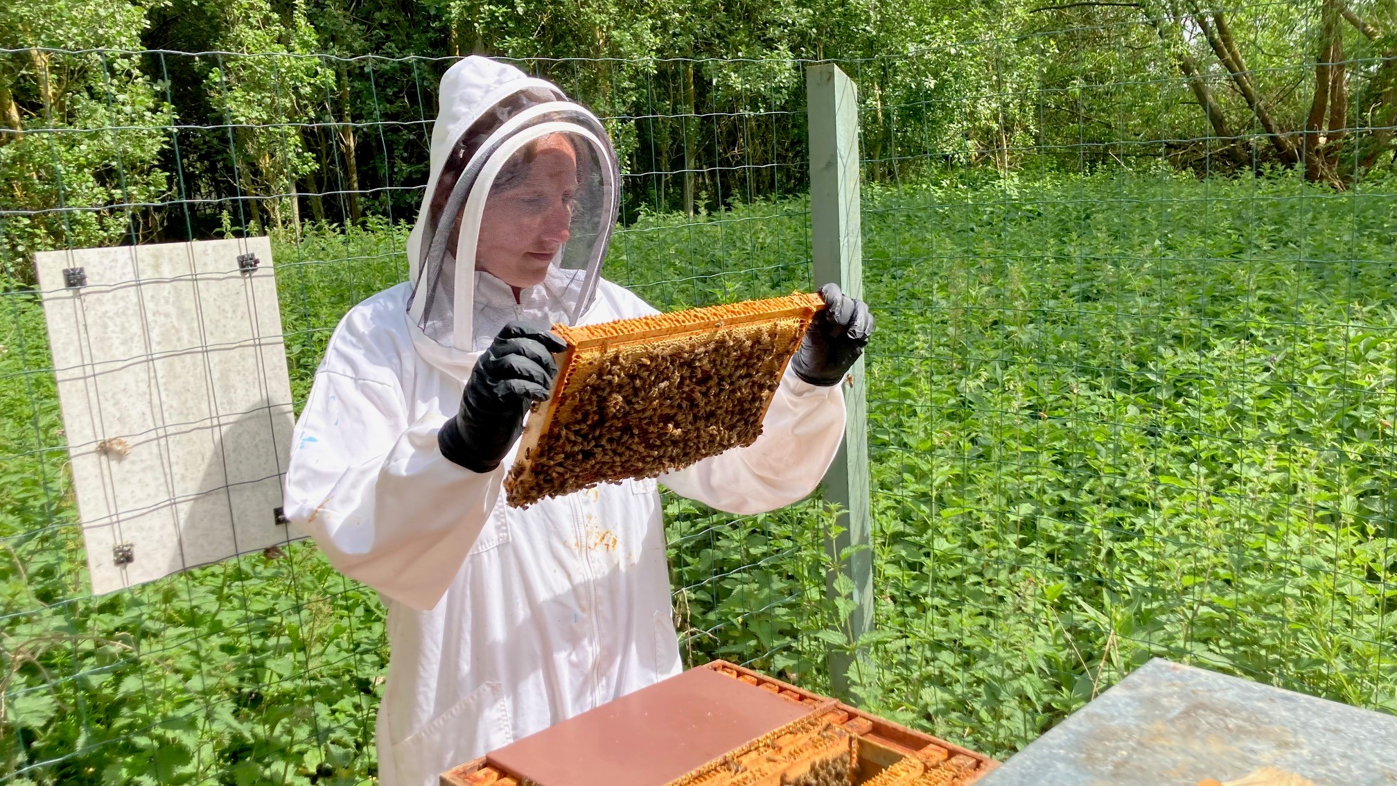 Jenny Shelton beekeeping