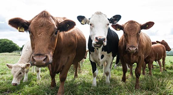 Agzero-cows-in-field