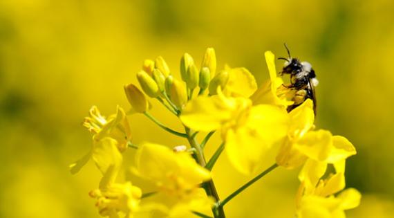 Bee Photo: Lucy Holmes