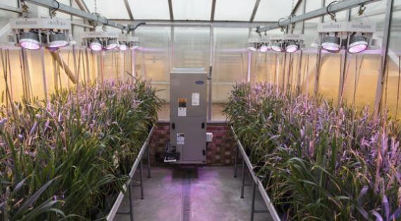 Providing data 800 LED and sodium lighting in the glasshouse