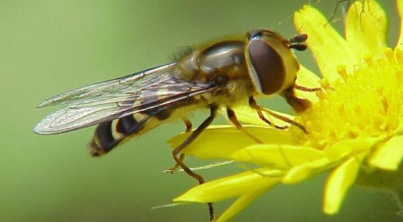 Rothamsted Research 957 Hoverflies Syrphus ribesii