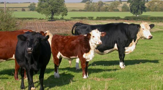 Cows and Bulls Cows and Bulls