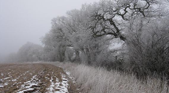 Hedgerow by a farm field, in the winter