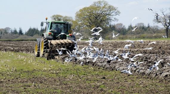 Tractor ploughing a field