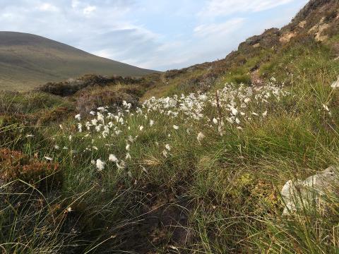 Peatlands on Isle of Hoy by Nicole Manley