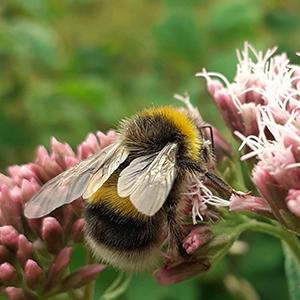 Bumblebee on a flower by Andy Sier