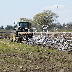 Tractor ploughing a field with gulls following. Greg70 on Pixabay.com