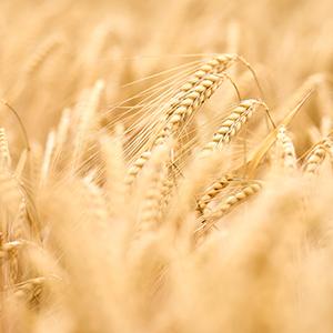 Cereal crop by Bruno Kelzer on Unsplash.com