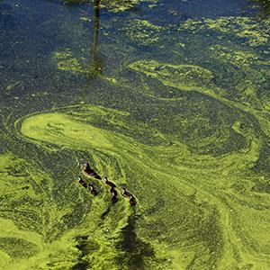 A family of ducks swimming through an algal bloom by Liz Harrell on Unsplash.com