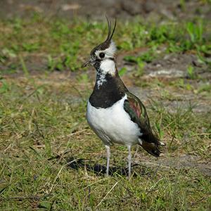 Lapwing by Lukas Kadava on Unsplash.com