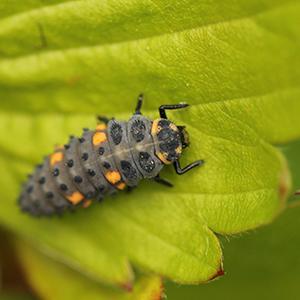 Ladybird larva on a leaf by PJ Taylor on Pixabay.com