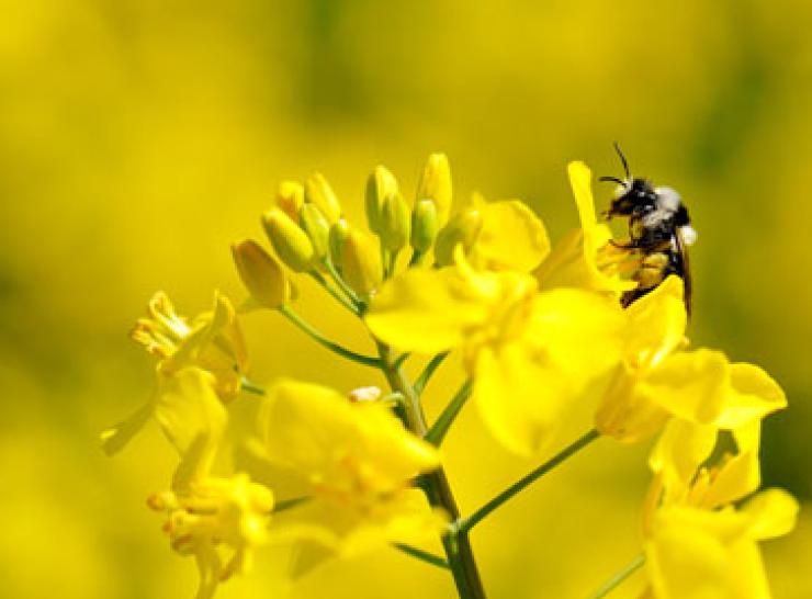 Bee Photo: Sarah Hulmes