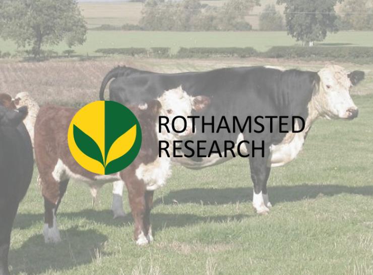 Image of cows overlaid with Rothamsted Research logo